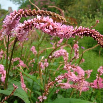 Persicaria amplexicaulis 'Pink Elephant'